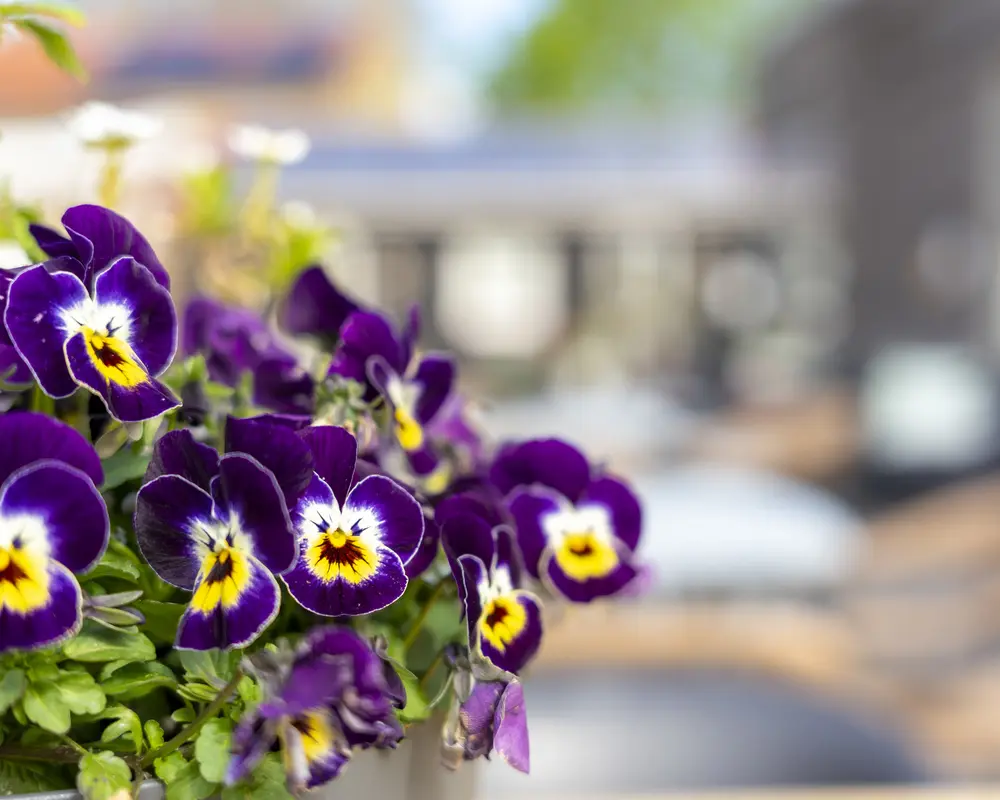 Groene daken & bijenhotels