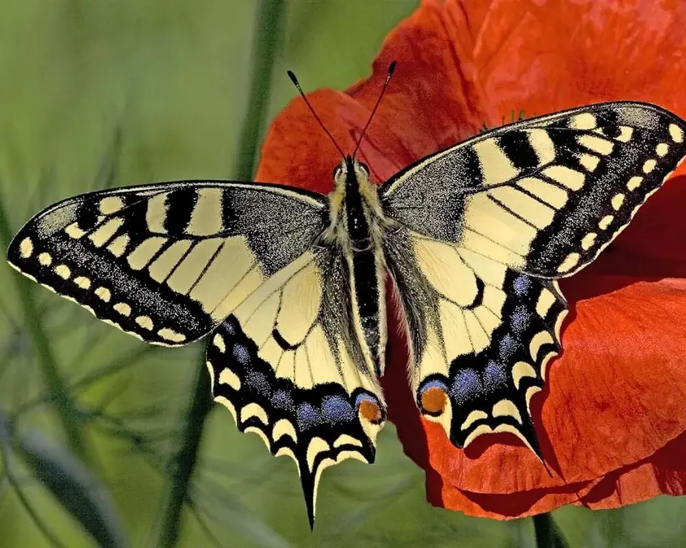 Vlinders laten je inspireren