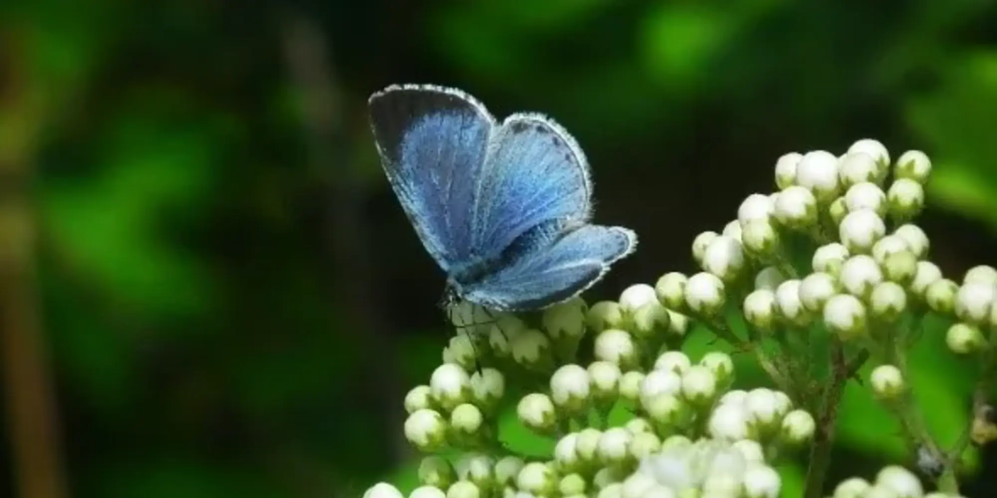 Boomblauwtje