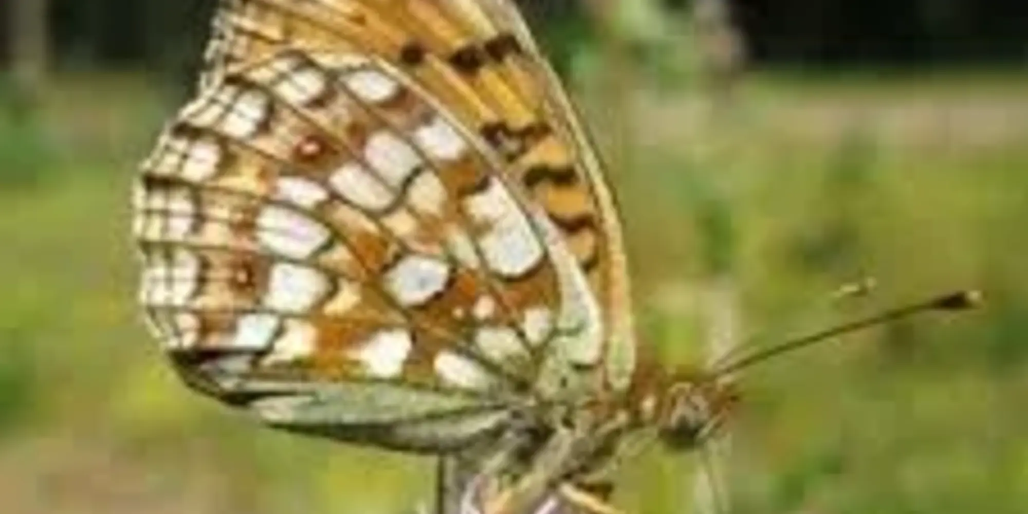 Grote Parelmoer