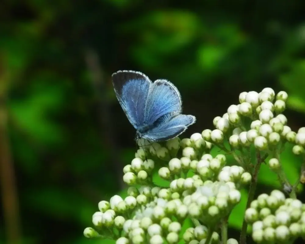 Boomblauwtje