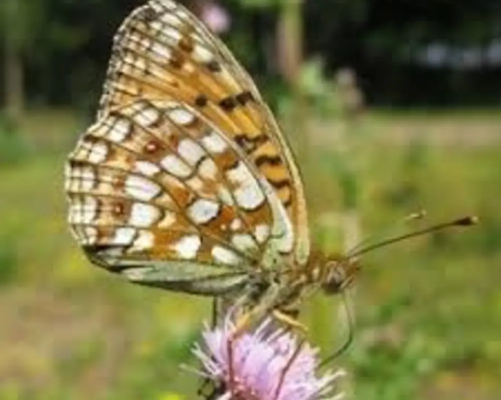 Grote Parelmoer