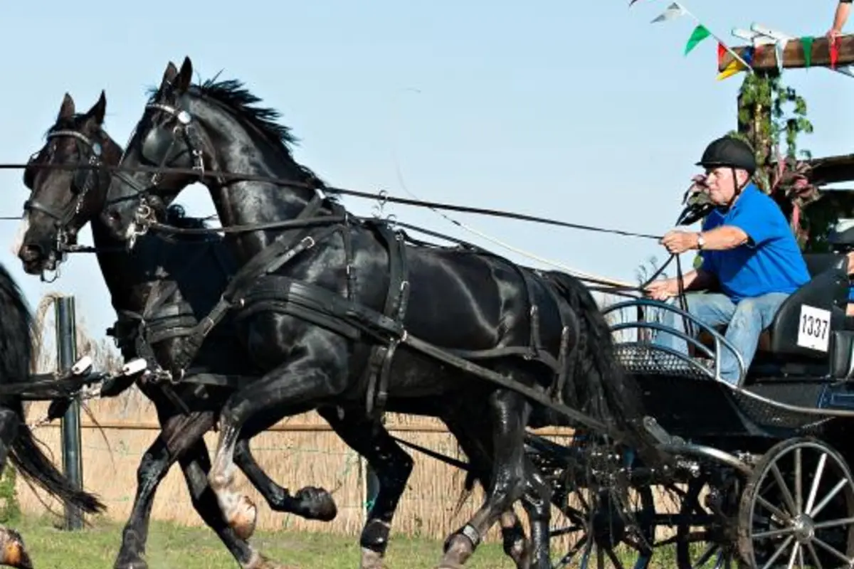 Paardenmarathon Ameland