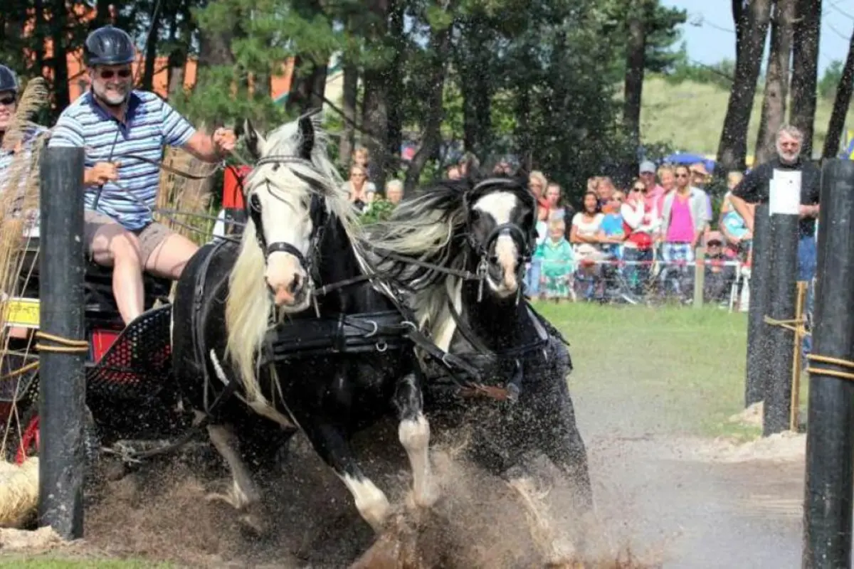 Paardenmarathon