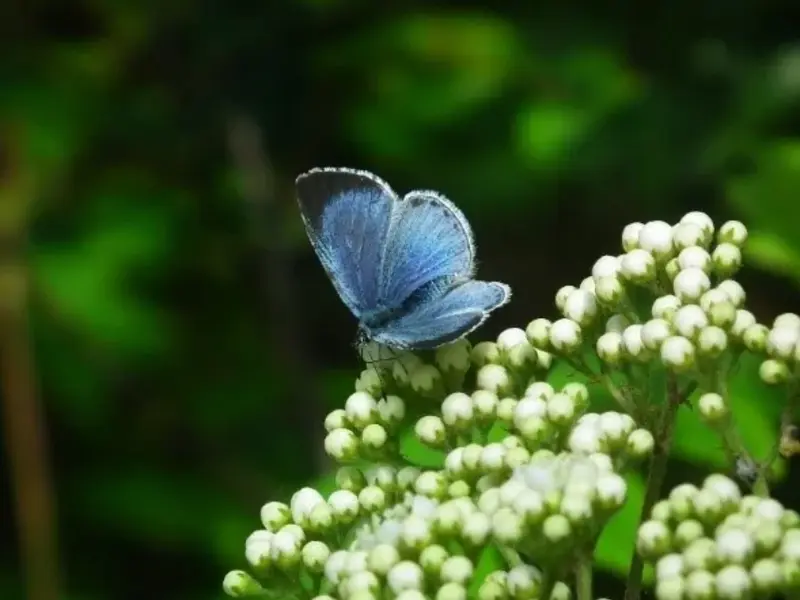 Boomblauwtje