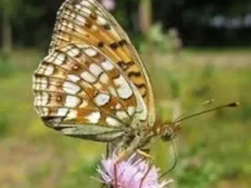 Grote Parelmoer