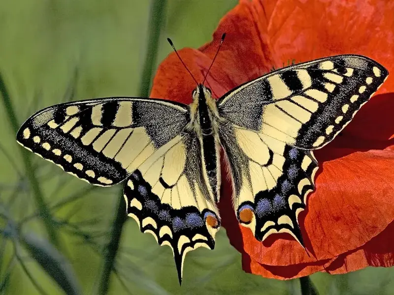 Koninginnenpage