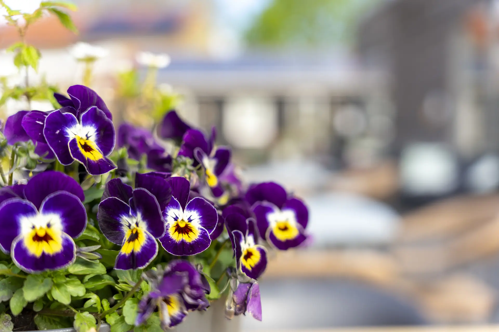 Groene daken & bijenhotels