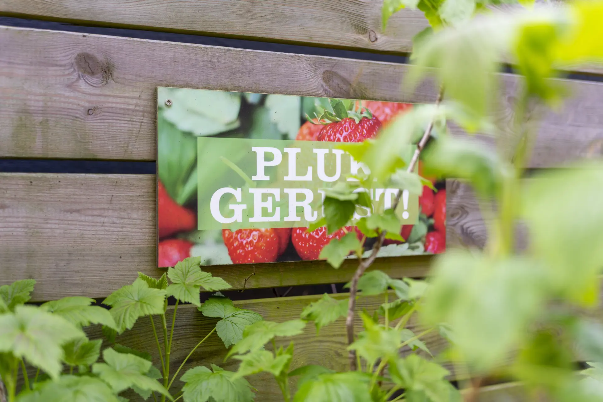 Tuinieren: groente, fruit & pluktuin