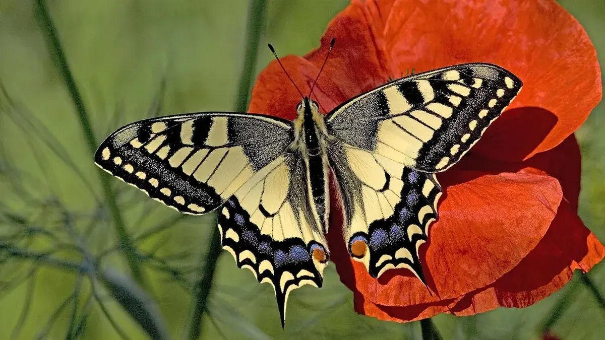 Vlinders laten je inspireren